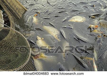 Stock Image - "Breeding carp, fish drying, Waldviertel, Lower Austria, Austria, Europe". Fotosearch