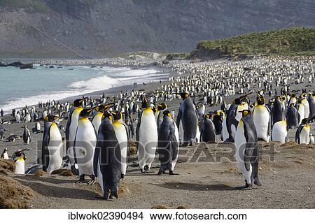 "Breeding colony of King Penguins (Aptenodytes patagonicus), Gold Harbour, South Georgia, Subantarctic, Antarctica" View Large Photo Image Picture - "Breeding colony of King Penguins (Aptenodytes patagonicus), Gold Harbour, South Georgia, Subantarctic, Antarctica". Fotosearch