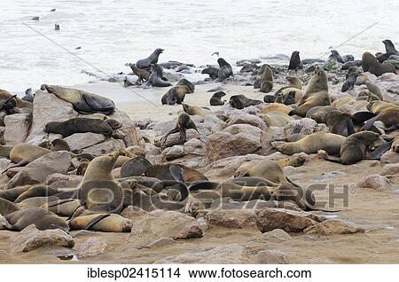 Picture - Breeding colony of South African Fur Seals or Cape Fur Seals (Arctocephalus pusillus), Cape Cross, Namibia, Africa. Fotosearch