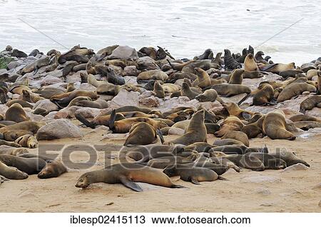 Breeding colony of South African Fur Seals or Cape Fur Seals (Arctocephalus pusillus), Cape Cross, Namibia, Africa View Large Photo Image Stock Image - Breeding colony of South African Fur Seals or Cape Fur Seals (Arctocephalus pusillus), Cape Cross, Namibia, Africa. Fotosearch