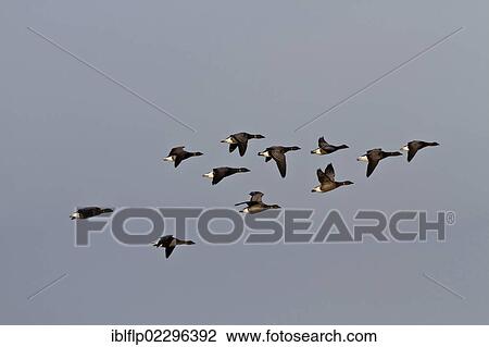 "Brent Geese (Branta bernicla), winter flock flying over Deepdale Marsh, Brancaster, North Norfolk, England, United Kingdom, Europe" View Large Photo Image Stock Image - "Brent Geese (Branta bernicla), winter flock flying over Deepdale Marsh, Brancaster, North Norfolk, England, United Kingdom, Europe". Fotosearch