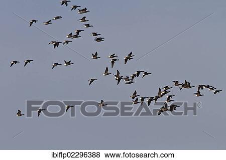 "Brent Geese (Branta bernicla), winter flock flying over Deepdale Marsh, Brancaster, North Norfolk, England, United Kingdom, Europe" View Large Photo Image Stock Photo - "Brent Geese (Branta bernicla), winter flock flying over Deepdale Marsh, Brancaster, North Norfolk, England, United Kingdom, Europe". Fotosearch