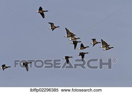 "Brent Geese (Branta bernicla), winter flock flying over Deepdale Marsh, Brancaster, North Norfolk, England, United Kingdom, Europe" View Large Photo Image Stock Photography - "Brent Geese (Branta bernicla), winter flock flying over Deepdale Marsh, Brancaster, North Norfolk, England, United Kingdom, Europe". Fotosearch