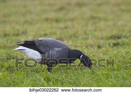 "Brent Goose or Brant Goose (Branta bernicla), Texel, The Netherlands, Europe" View Large Photo Image Stock Image - "Brent Goose or Brant Goose (Branta bernicla), Texel, The Netherlands, Europe". Fotosearch