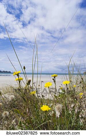 "Breton coastal landscape, Camaret-sur-Mer, Brittany, France, Europe" View Large Photo Image Stock Photography - "Breton coastal landscape, Camaret-sur-Mer, Brittany, France, Europe". Fotosearch