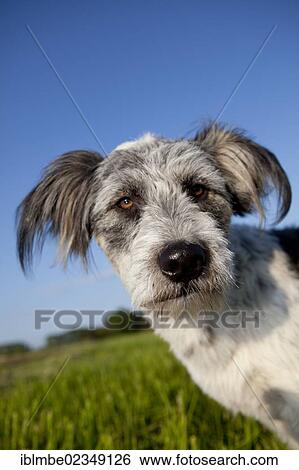 "Briard mixed-breed dog on a meadow against a blue sky, portrait" View Large Photo Image Stock Photograph - "Briard mixed-breed dog on a meadow against a blue sky, portrait". Fotosearch