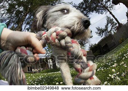 Stock Photo - Briard mongrel biting into a rope. Fotosearch