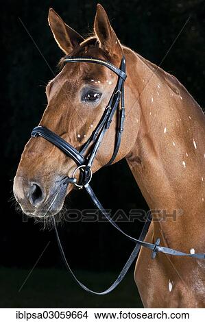"Bridled Hanoverian, chestnut horse with white spots, pigmentation disorder, portrait, Austria, Europe" View Large Photo Image Picture - "Bridled Hanoverian, chestnut horse with white spots, pigmentation disorder, portrait, Austria, Europe". Fotosearch