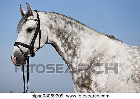 "Bridled Hanoverian, grey horse, portrait, Austria, Europe" View Large Photo Image Stock Photo - "Bridled Hanoverian, grey horse, portrait, Austria, Europe". Fotosearch