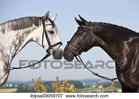 Stock Photo - "Bridled Hanoverians, grey horse and black horse, nuzzling each other, Austria, Europe". Fotosearch