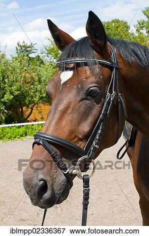 "Bridled warmblood horse, Bavaria, Germany, Europe" View Large Photo Image Stock Photo - "Bridled warmblood horse, Bavaria, Germany, Europe". Fotosearch