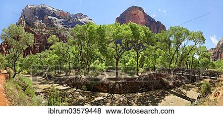 "Bright green poplar wood (Populus sect. Aigeiros) at the """"the Grotto"""" picnic spot, with a steel bridge over the Virgin River, Zion National Park, Utah, United States, North America" View Large Photo Image Stock Photo - "Bright green poplar wood (Populus sect. Aigeiros) at the """"the Grotto"""" picnic spot, with a steel bridge over the Virgin River, Zion National Park, Utah, United States, North America". Fotosearch