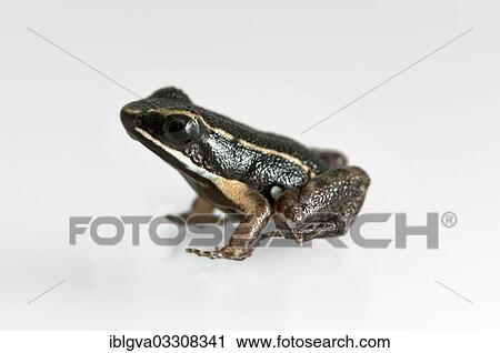 "Brilliant thighed poison frog (Allobates femoral), juvenile, Tambopata Nature Reserve, Madre de Dios Region, Peru, South America" View Large Photo Image Stock Image - "Brilliant thighed poison frog (Allobates femoral), juvenile, Tambopata Nature Reserve, Madre de Dios Region, Peru, South America". Fotosearch