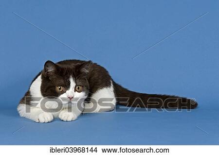 British Shorthair Cat 5 Months Chocolate White Bicolor Picture