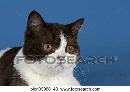 British Shorthair Cat 5 Months Chocolate White Bicolor Stock