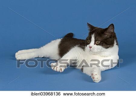 "British Shorthair cat, 5 months, Chocolate White Bicolor" View Large Photo Image Stock Photograph - "British Shorthair cat, 5 months, Chocolate White Bicolor". Fotosearch