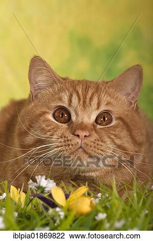 British Shorthair Cat Ginger Tom Cat Portrait Stock Image