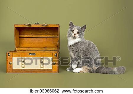 "British Shorthair cat, kitten, 18 weeks, coat colour blue, cream and white, next to a treasure chest" View Large Photo Image Stock Image - "British Shorthair cat, kitten, 18 weeks, coat colour blue, cream and white, next to a treasure chest". Fotosearch