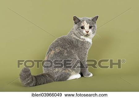 "British Shorthair cat, kitten, 18 weeks, coat colour blue, cream and white" View Large Photo Image Stock Photo - "British Shorthair cat, kitten, 18 weeks, coat colour blue, cream and white". Fotosearch