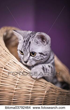 British Shorthair Cat Kitten Black Silver Tabby 3 Months