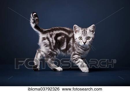 British Shorthair Cat Kitten Black Silver Tabby 3 Months Stock