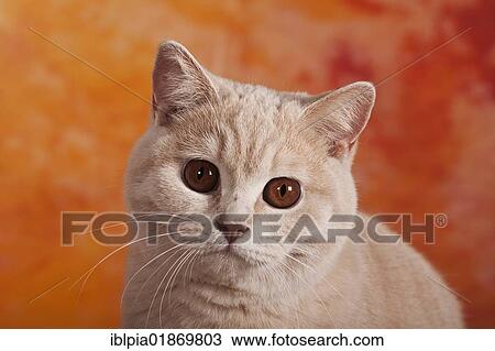 Stock Image - "British Shorthair cat, portrait". Fotosearch