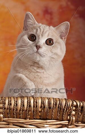 "British Shorthair cat, portrait" View Large Photo Image Stock Image - "British Shorthair cat, portrait". Fotosearch