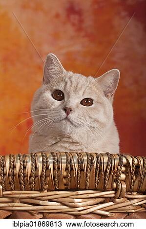 "British Shorthair cat, portrait" View Large Photo Image Stock Image - "British Shorthair cat, portrait". Fotosearch