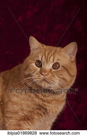 "British Shorthair cat, portrait" View Large Photo Image Stock Photo - "British Shorthair cat, portrait". Fotosearch