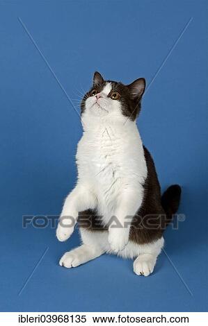 British Shorthair Chat 5 Mois Couleurs Chocolat Et Blanc Bicolour Banques De Photographies Ibleri Fotosearch