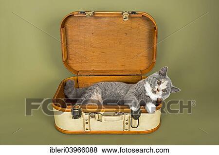 British Shorthair Chat Chaton 18 Semaines Manteau Couleur Bleu Creme Et Blanc Dans A Suitcase Banque De Photo Ibleri Fotosearch