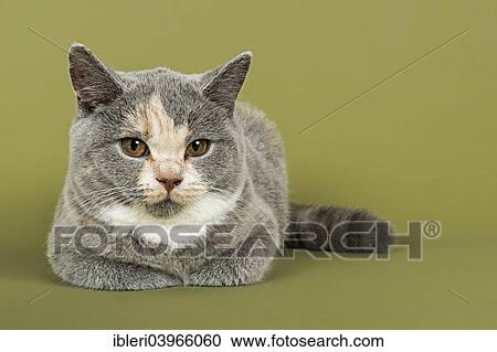 British Shorthair Chat Chaton 18 Semaines Manteau Couleur Bleu Creme Et White Banque D Image Ibleri Fotosearch