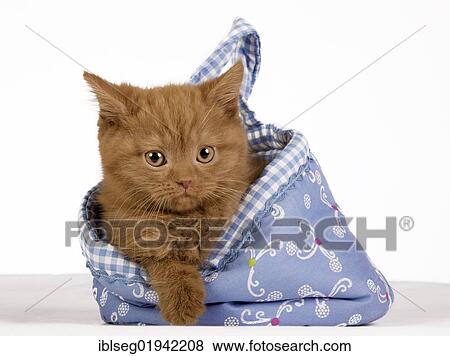 British Shorthair itten getting out of a blue cloth bag View Large Photo Image Stock Photo - British Shorthair itten getting out of a blue cloth bag. Fotosearch