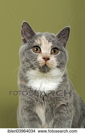 British Shorthair Kitten 18 Weeks Blue Cream And White Fur