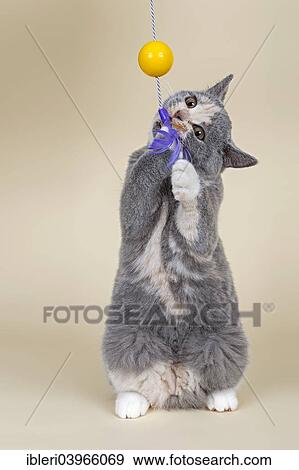 British Shorthair Kitten 18 Weeks Blue Cream White With A Toy