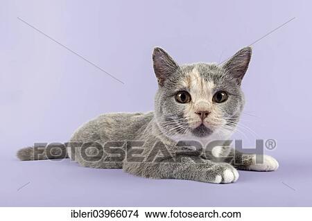 British Shorthair Kitten 24 Weeks Blue Cream White Picture