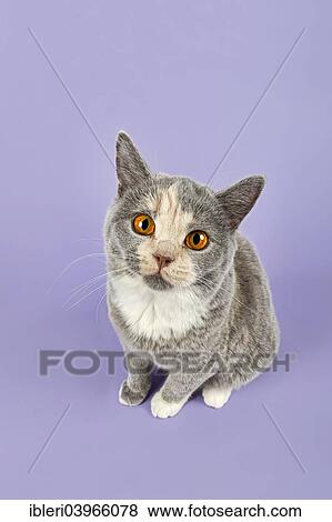 British Shorthair Kitten 24 Weeks Blue Cream White Stock Photo