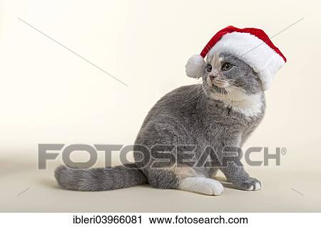 Stock Image - "British Shorthair kitten, 6 months, Blue Cream, with Santa hat". Fotosearch
