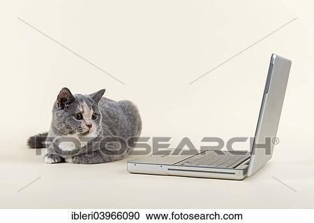 "British Shorthair kitten, 6 months, Blue Cream, lying in front of a laptop" View Large Photo Image Stock Image - "British Shorthair kitten, 6 months, Blue Cream, lying in front of a laptop". Fotosearch