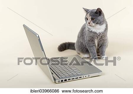 "British Shorthair kitten, 6 months, Blue Cream White, sitting in front of a laptop" View Large Photo Image Stock Photograph - "British Shorthair kitten, 6 months, Blue Cream White, sitting in front of a laptop". Fotosearch