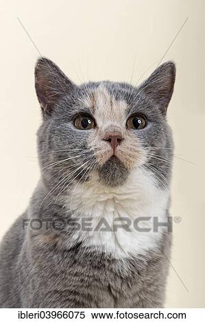 British Shorthair Kitten 6 Months Blue Cream White Stock