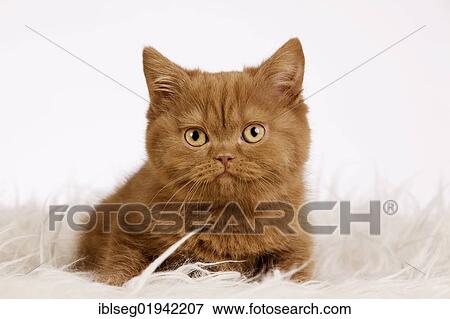 British Shorthair kitten sitting on a shag View Large Photo Image Stock Photo - British Shorthair kitten sitting on a shag. Fotosearch