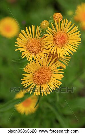 Stock Image - "British Yellow-head or Yellowhead, also Meadow Fleabane (Inula britannica), flowers, Germany, Europe". Fotosearch