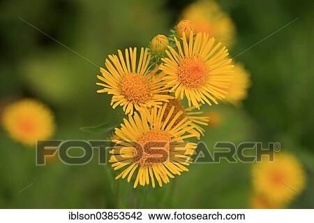 "British Yellow-head or Yellowhead, also Meadow Fleabane (Inula britannica), flowers, Germany, Europe" View Large Photo Image Stock Image - "British Yellow-head or Yellowhead, also Meadow Fleabane (Inula britannica), flowers, Germany, Europe". Fotosearch