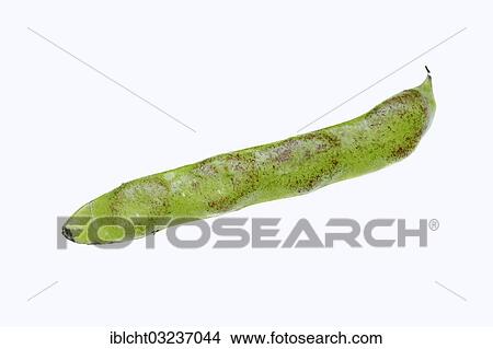 "Broad bean or fava bean (Vicia faba), pods, Bergkamen, North Rhine-Westphalia, Germany, Europe" View Large Photo Image Picture - "Broad bean or fava bean (Vicia faba), pods, Bergkamen, North Rhine-Westphalia, Germany, Europe". Fotosearch