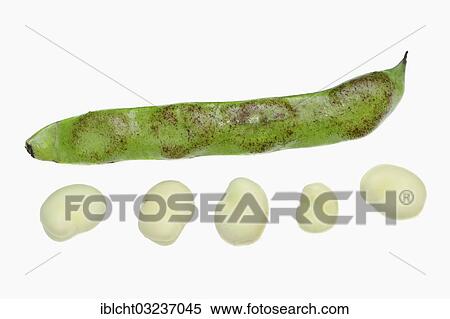 "Broad bean or fava bean (Vicia faba), pod and beans, Bergkamen, North Rhine-Westphalia, Germany, Europe" View Large Photo Image Stock Photography - "Broad bean or fava bean (Vicia faba), pod and beans, Bergkamen, North Rhine-Westphalia, Germany, Europe". Fotosearch