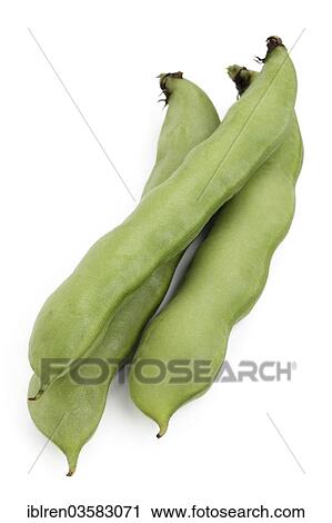 Stock Image - Broad beans (Vicia faba). Fotosearch
