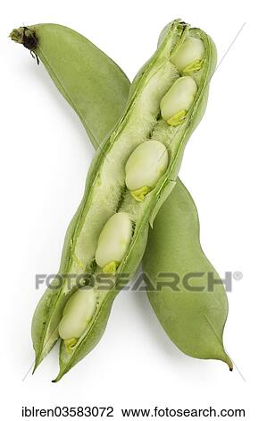 "Broad beans (Vicia faba), unopened and opened" View Large Photo Image Stock Image - "Broad beans (Vicia faba), unopened and opened". Fotosearch