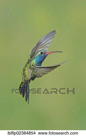 Picture - "Broad-billed Hummingbird (Cynanthus latirostris), adult male, in flight, Amado, Arizona, United States, North America". Fotosearch