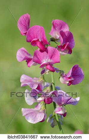 "Broad-leaved Everlasting Pea, Everlasting Peavine or Perennial Pea (Lathyrus latifolius), flowers, North Rhine-Westphalia, Germany, Europe" View Large Photo Image Stock Photo - "Broad-leaved Everlasting Pea, Everlasting Peavine or Perennial Pea (Lathyrus latifolius), flowers, North Rhine-Westphalia, Germany, Europe". Fotosearch